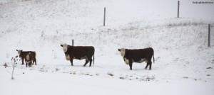Angus Prime Filet Picture of the Week - Cows in the Snow